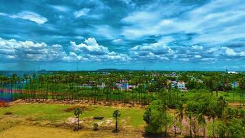 Aerial View of Palm Trees - Backwards video