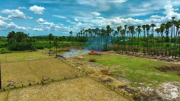 Rice Straw Burning video