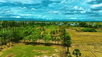 Palma árvores e coco árvores - aéreo Visão video