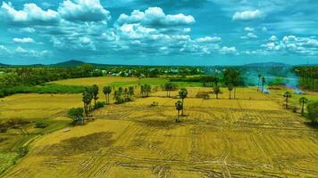 palma alberi e Noce di cocco alberi vicino il risaia campo video