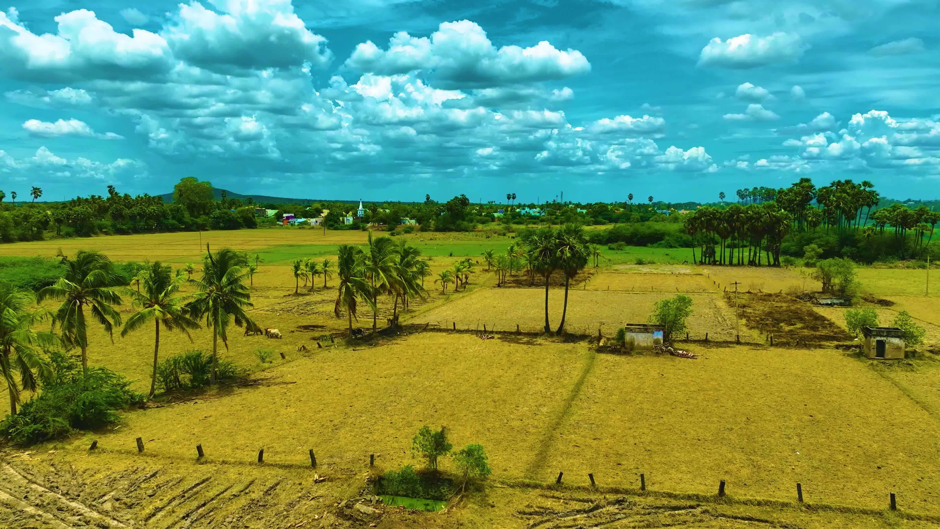 Aerial View of Dry Paddy Field 28573251 Stock Video at Vecteezy