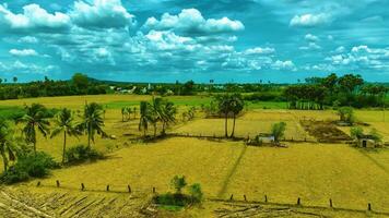 Aerial View of Dry Paddy Field video