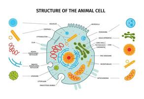 animal célula estructura composición vector