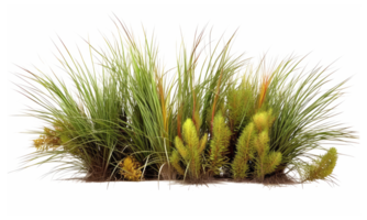Fakahatchee Grass Ornamental Plants . AI Generated png
