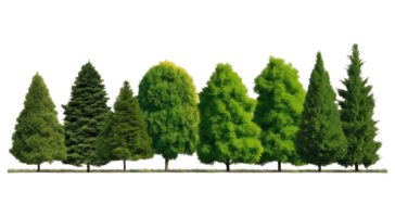 Green trees, shrubs and meadow . AI Generated png