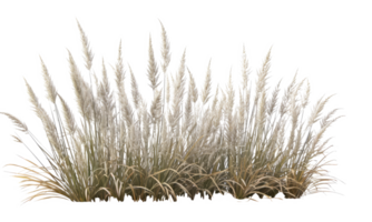 Orange red grass, native to Australia . AI Generated png