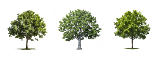 roble árbol . ai generado png