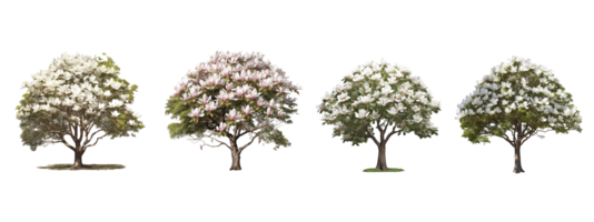 magnolia grandiflora tree . AI Generated png