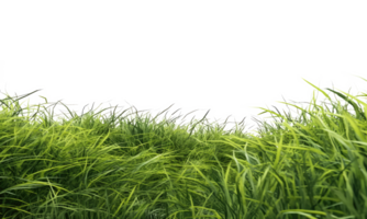 fresh spring green grass . AI Generated png