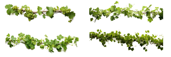 Grape leaves vine plant hanging branch grapevine with tendrils . AI Generated png