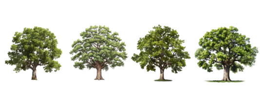 oak tree . AI Generated png