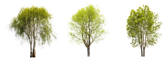 Poplar tree . AI Generated png