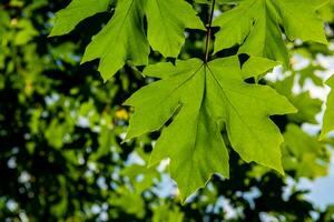 hoja ancha arce árbol hojas espalda iluminado por Dom foto