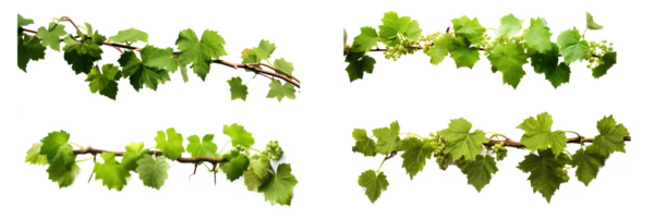 Traube Blätter Ranke Pflanze hängend Ast Weinrebe mit Ranken . ai generiert png