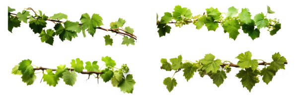 Grape leaves vine plant hanging branch grapevine with tendrils . AI Generated png