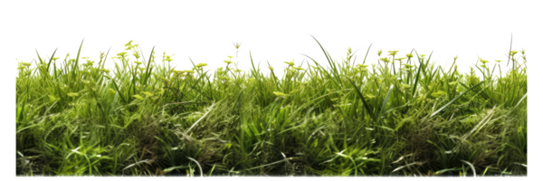 fresh spring green grass . AI Generated png