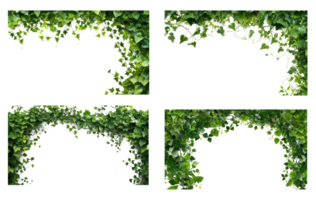 Lush green ivy vines forming a corner frame . AI Generated png