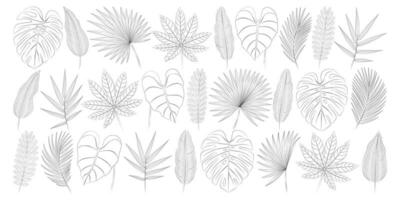 Aralia, areca palm leaves, bamboo, banana leaves, calathea, monstera, palmetto fan, philodendron, tamarind tropical leaves set. Vector botanical illustration, contour graphic drawing.