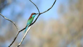 Blue throated Bee eater video