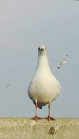 Seagull caught on the railing of the bridge video