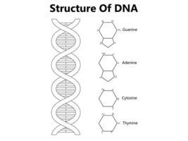 Vector scientific icon spiral of DNA and RNA. An illustration of the differences in the structure of the DNA and RNA molecules. Image poster structure RNA and DNA