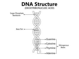 vector científico icono espiral de adn y ARN. un ilustración de el diferencias en el estructura de el adn y rna moléculas. imagen póster estructura rna y adn