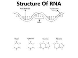 RNA Ribonucleic acid. Structural formula of adenine, cytosine, guanine and uracil. Vector diagram for educational, medical, biological, and scientific use