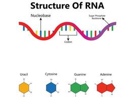 rna ribonucleico ácido. estructural fórmula de adenina, citosina, guanina y uracilo. vector diagrama para educativo, médico, biológico, y científico utilizar