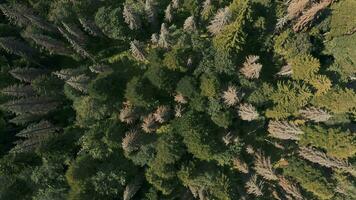 denso conífero floresta a sobrecarga Visão video