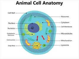 Illustration of the Plant cell anatomy structure. Vector infographic with nucleus, mitochondria, endoplasmic reticulum, Golgi apparatus, cytoplasm, wall membrane etc