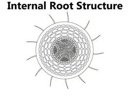 planta anatomía con estructura y interno lado ver partes contorno diagrama. educativo etiquetado botánica explicación con un cruzar sección para flor y hoja capas debajo el microscopio vector