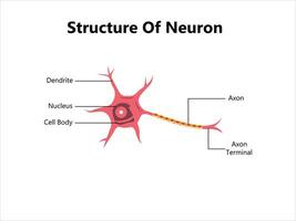 Human neuron structure. Brain neuron cell illustration. Synapses, myelin sheath, cell body, nucleus, axon and dendrites scheme. Neurology illustration vector