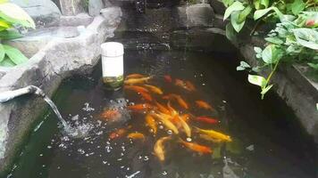 bunt Koi Fisch schwimmen im ein Teich im das Hof von das Haus video