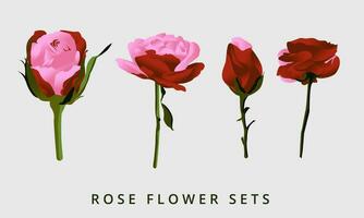 beautiful roses in shades of pink and red vector