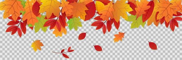 Autumn leaves on transparent background. Fall illustration with colorful leaf banner. Collection of red and orange leaves. Falling foliage in gradient. October and november pattern. Vector EPS 10.