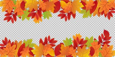 Autumn leaves on transparent background. Colorful background with autumn ornament. Red and orange foliage hanging on tree. October and november pattern. Realistic collection of leaves. EPS 10. vector