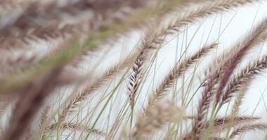 Ears of grass sway in the wind video