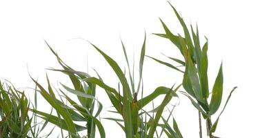 le herbe est balancement dans le vent video