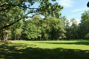 trees in parks on sunny days photo