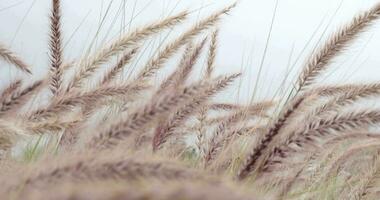 Reeds heads swaying in the wind on sky background video