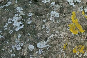 Yellow Moss and lichen, fungus on rocks in the mountains. Sandstone rock formations of the Carpathians Gorgany range.grey abstract stone texture background photo