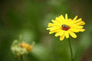 Bright blossoming flower of Heliopsis with bee on sunny day photo