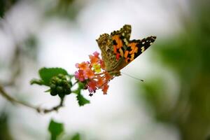 Orange and Black Butterfly Sip Nectar photo