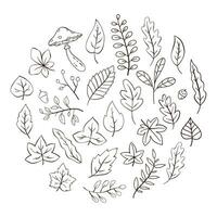 Hand Drawn Autumn Leaves Collection vector
