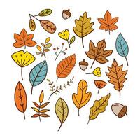 colección de hojas de otoño dibujadas a mano vector