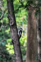 Birds, Foliage, Beak image photo