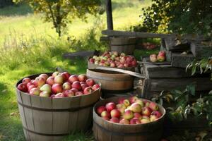 Ripe organic apples in wooden tubs under the shade of garden trees. Gathering apple harvest on farm in autumn concept. Apple orchard on countryside. AI Generated photo