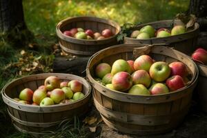Ripe apples in wooden tubs under garden trees. Apple orchard on countryside. Gathering organic apple harvest on farm in autumn concept. AI Generated photo