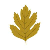 Hawthorn autumn leaf on white background, vector. vector