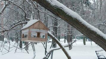 Winter bird feeder in snowy park video